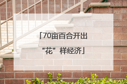 70亩百合开出“花”样经济